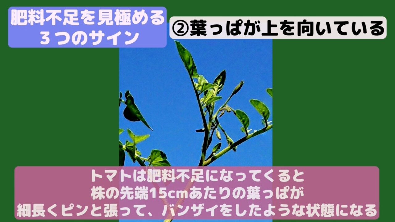 肥料不足で上の葉が上を向くトマトの先端