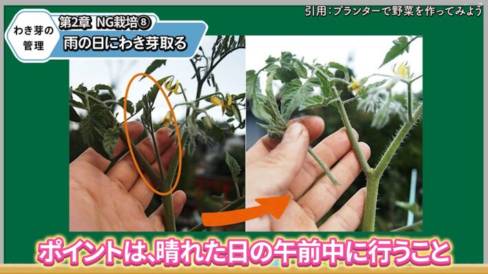 晴れた日にトマトのわき芽を取る方法を解説する画像