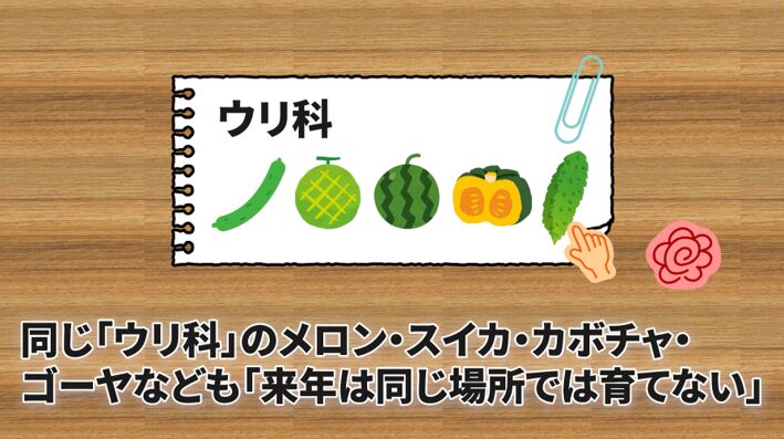 キュウリと同じウリ科野菜の連作障害を解説する画像