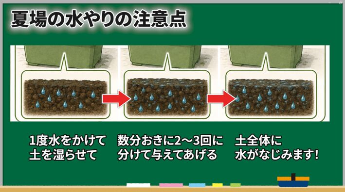 乾いた土に数回に分けて水やりする様子