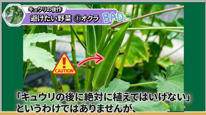 キュウリの後作でオクラを避けたい条件を解説する画像