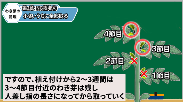 植え付け初期に残すトマトのわき芽を解説する画像