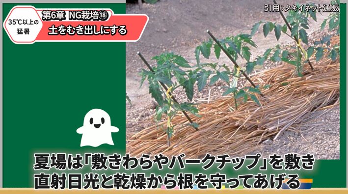トマトの株元をマルチングして乾燥を防ぐ方法を解説する画像