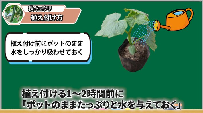 植え付け前に水を吸わせた秋キュウリのポット苗