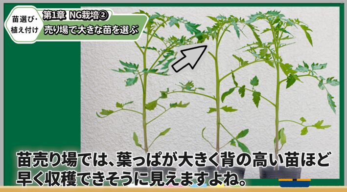 トマトの良い苗を選ぶポイントを解説する画像