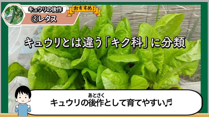 キュウリの後作にレタスがおすすめな理由を解説する画像