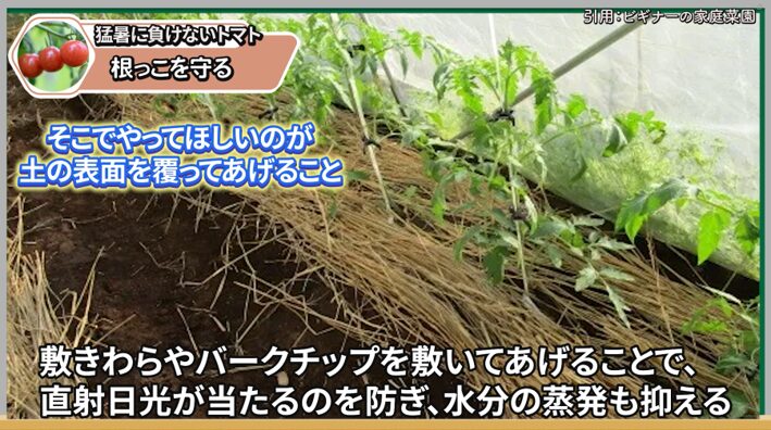 トマトの根元と土の暑さ対策