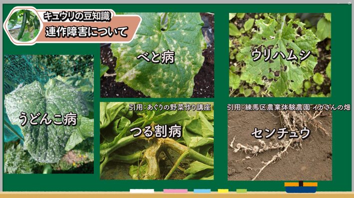 キュウリの後作で注意したい病気と害虫をまとめた画像