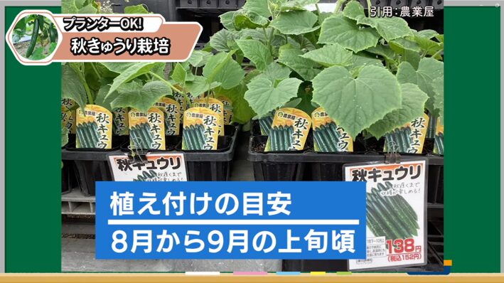 秋キュウリの苗を選ぶポイントと植え付け時期