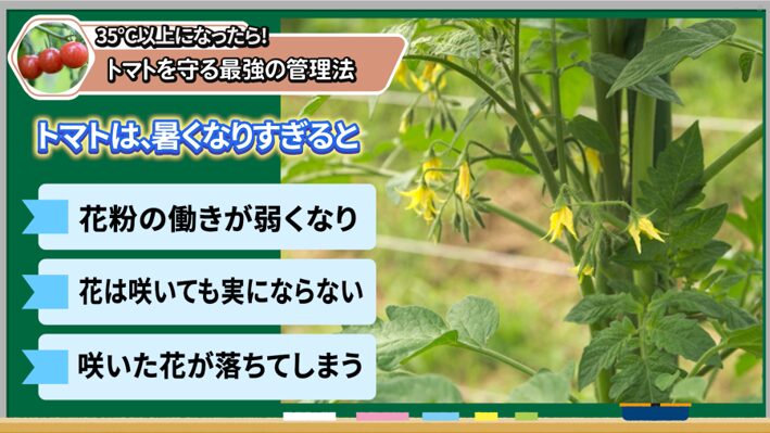 35℃以上の猛暑で弱りやすいトマトの株