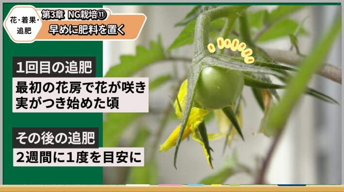 トマトの追肥を始める適切な時期を解説する画像