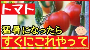 トマトを35度以上の猛暑から守る対策