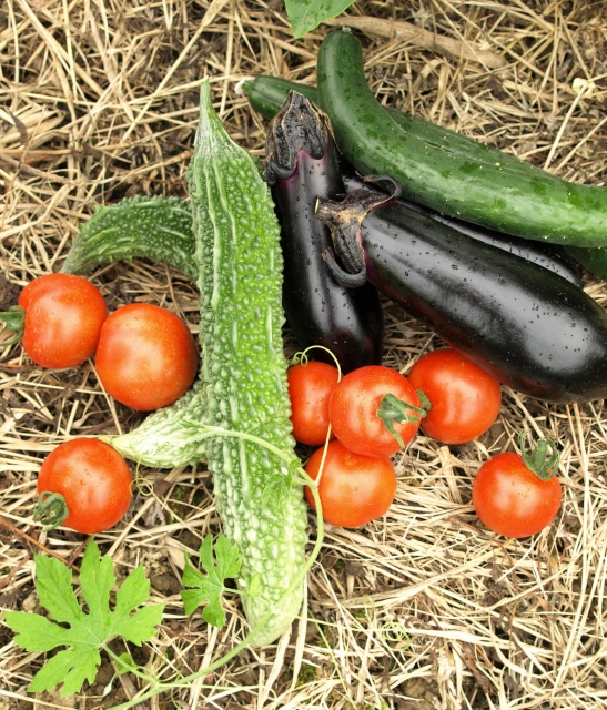 畑で収穫したトマトやキュウリなどの夏野菜