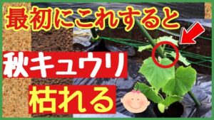 秋キュウリの植え付けで枯らさない！土作り・肥料・乾燥対策のアイキャッチ