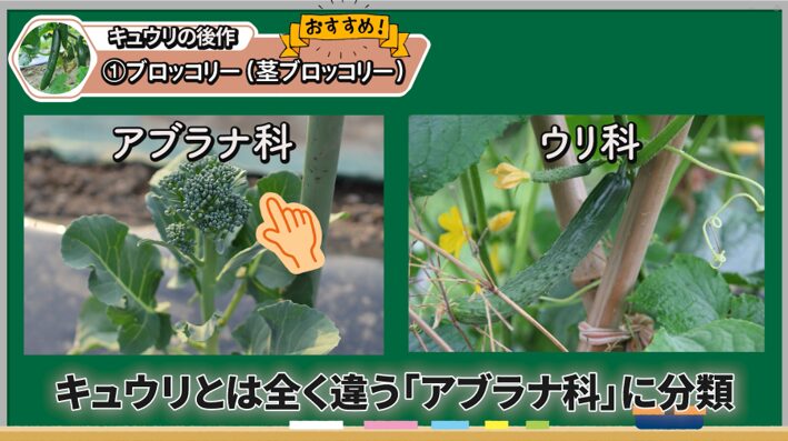 キュウリとブロッコリーの科の違いを解説する画像