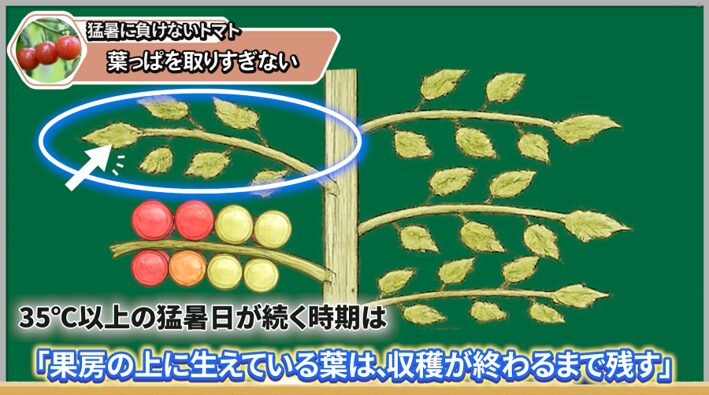 トマトの実を守るために残したい葉っぱ