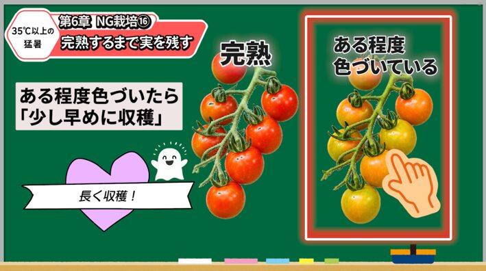 猛暑期にトマトの実を早めに収穫する判断を解説する画像