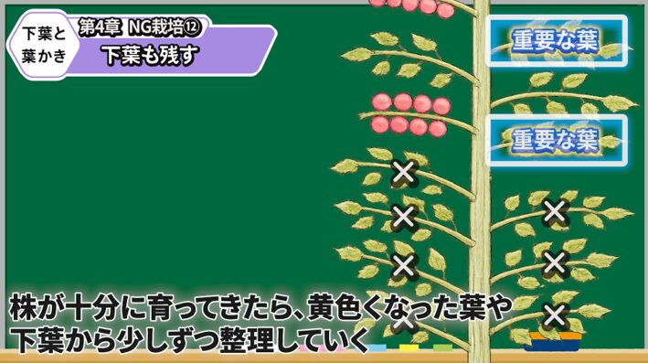 トマトの下葉かきで風通しを良くする方法を解説する画像