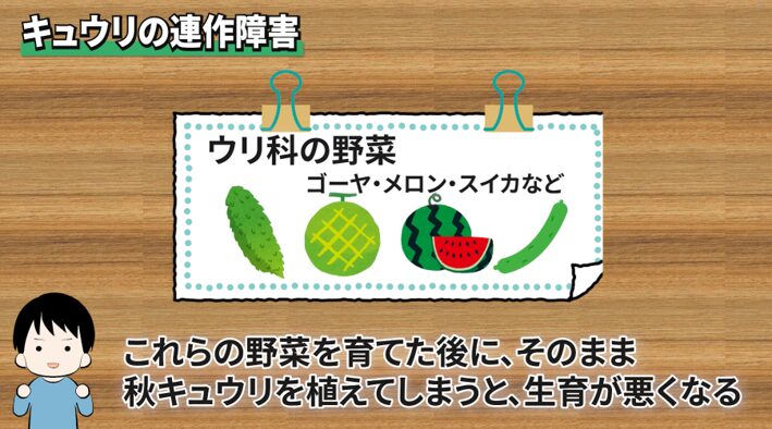 キュウリの連作障害を避けるための栽培計画