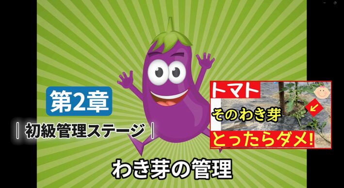 トマトのわき芽管理で起こる栽培ミスの解説画像