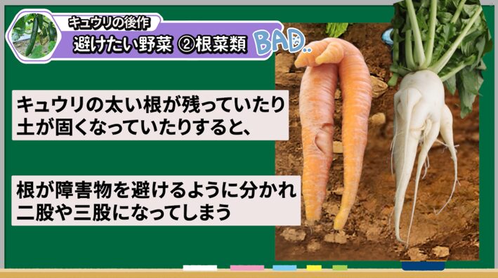 キュウリの後作で根菜類の根が分かれる原因を解説する画像