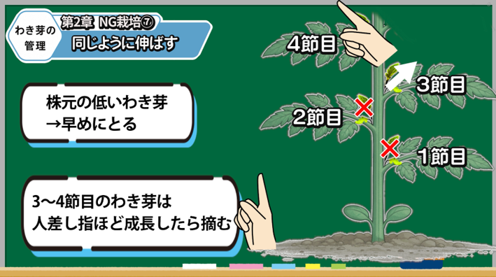 トマトの低い位置のわき芽と残すわき芽を解説する画像
