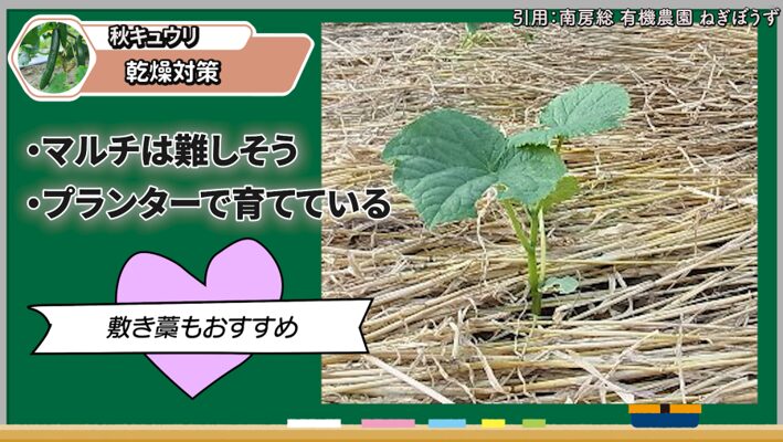 秋キュウリの株元を敷きわらで乾燥から守る様子