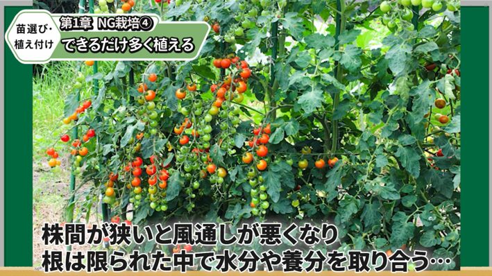 トマト苗の適切な株間とプランターの植え付けを解説する画像