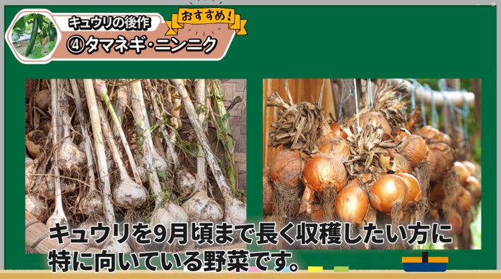 キュウリの後作にタマネギとニンニクがおすすめな理由を解説する画像