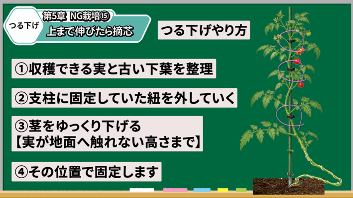 トマトのつる下げで長く収穫する方法を解説する画像