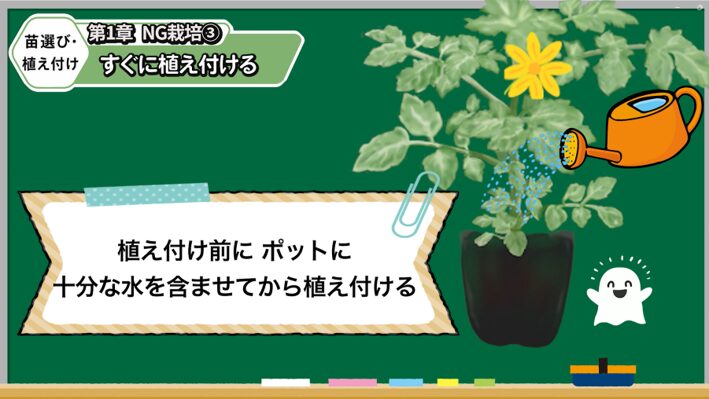 購入したトマト苗を植え付ける前の準備を解説する画像