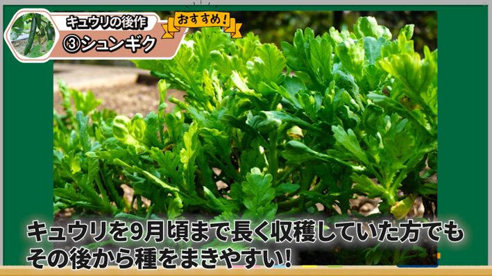 キュウリの後作にシュンギクがおすすめな理由を解説する画像