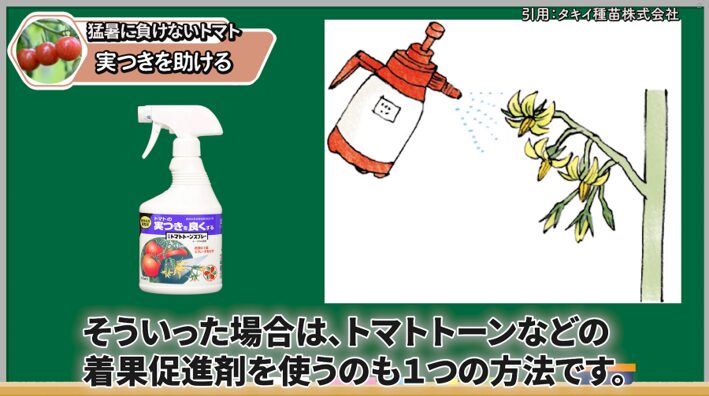 トマトの花と実つきを助ける管理