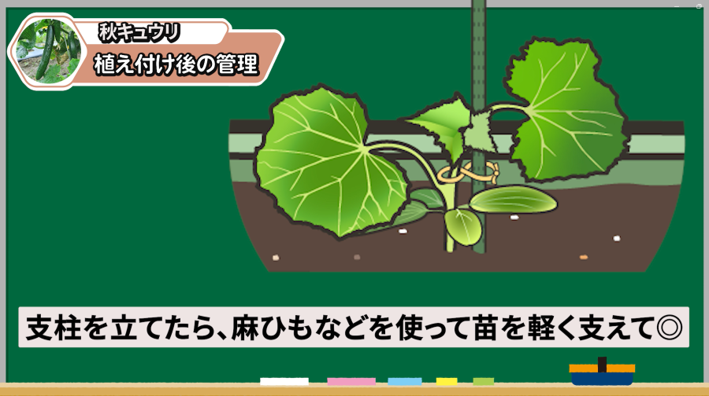 秋キュウリの苗を植え付けて支柱で支える様子