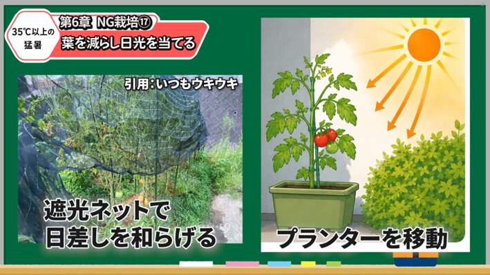 猛暑期のトマトで実の周りに残す葉を解説する画像