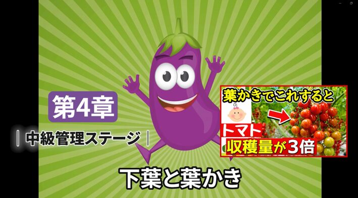 トマトの花と着果と追肥で起こる栽培ミスの解説画像