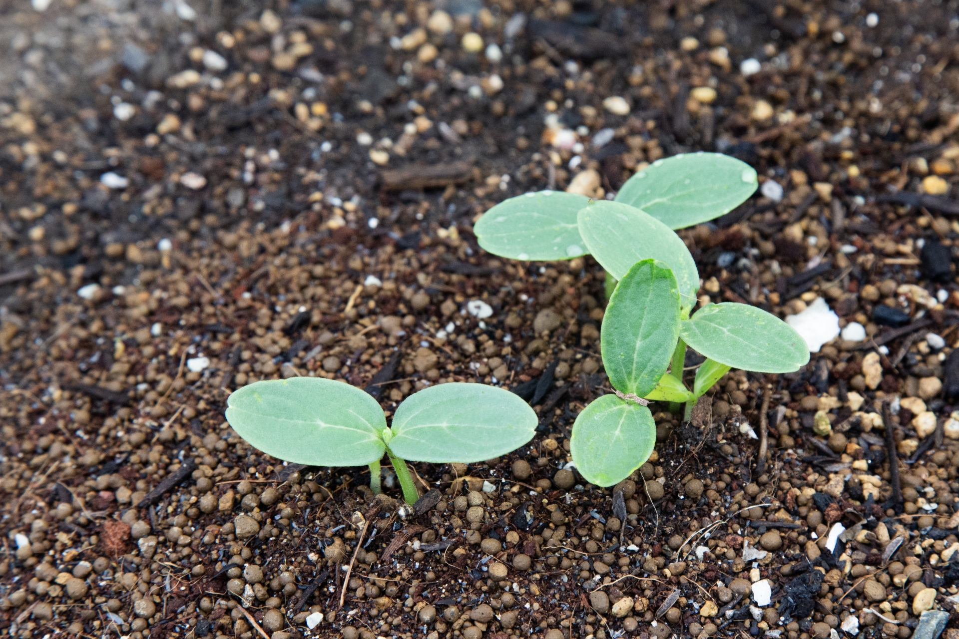 土から発芽したキュウリの芽