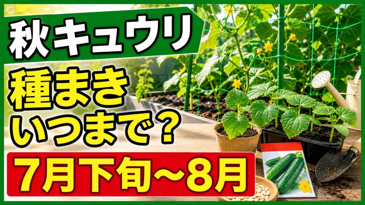 秋キュウリの種まきはいつまでかを伝えるアイキャッチ画像
