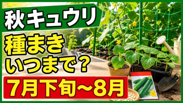 秋キュウリの種まきはいつまでかを伝えるアイキャッチ画像