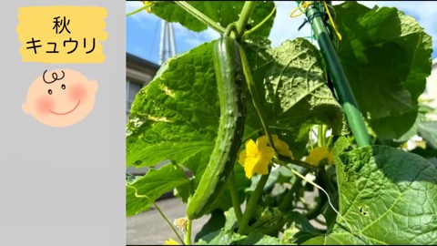 8月中旬から育てる秋キュウリの実と栽培株