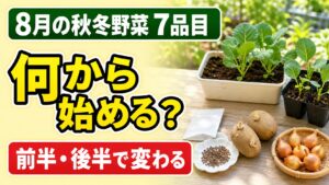 8月の秋冬野菜7品目を種・苗・種イモ・種球の何から始めるか案内するアイキャッチ