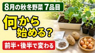 8月の秋冬野菜7品目を種・苗・種イモ・種球の何から始めるか案内するアイキャッチ