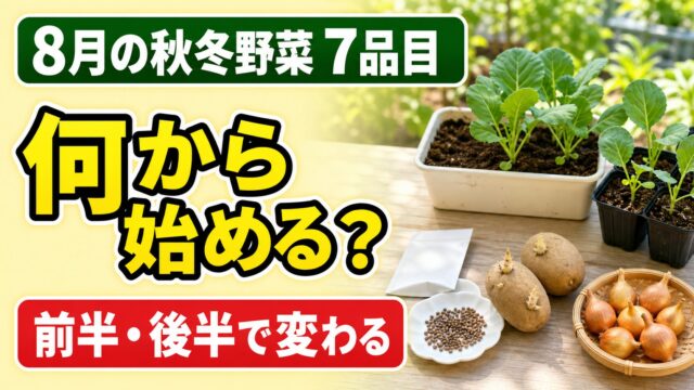 8月の秋冬野菜7品目を種・苗・種イモ・種球の何から始めるか案内するアイキャッチ