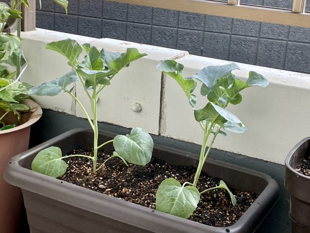 プランターに植え付けたブロッコリーの苗