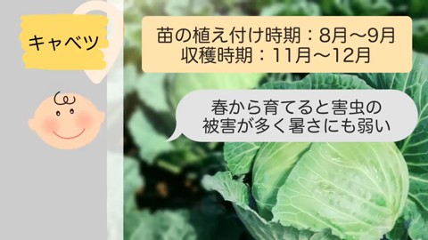 8月から9月に苗を植えるキャベツと害虫対策の注意