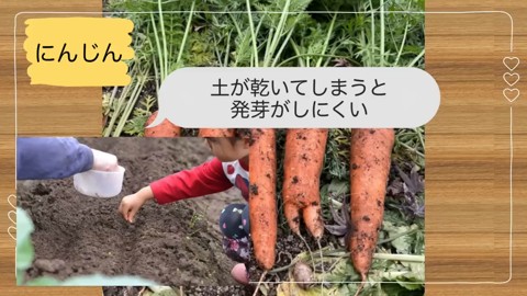 ニンジンの夏まきで土を乾燥させない注意点