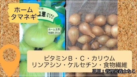 8月下旬に植え付けるホーム玉ねぎの種球