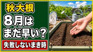 秋大根を8月にもうまくか、まだ待つか迷う場面を示したアイキャッチ