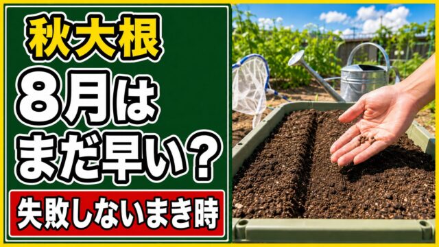 秋大根を8月にもうまくか、まだ待つか迷う場面を示したアイキャッチ