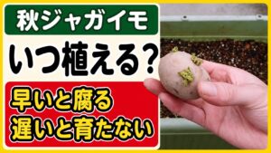 秋ジャガイモをいつ植えるか、早いと腐り遅いと育たない悩みを表したアイキャッチ